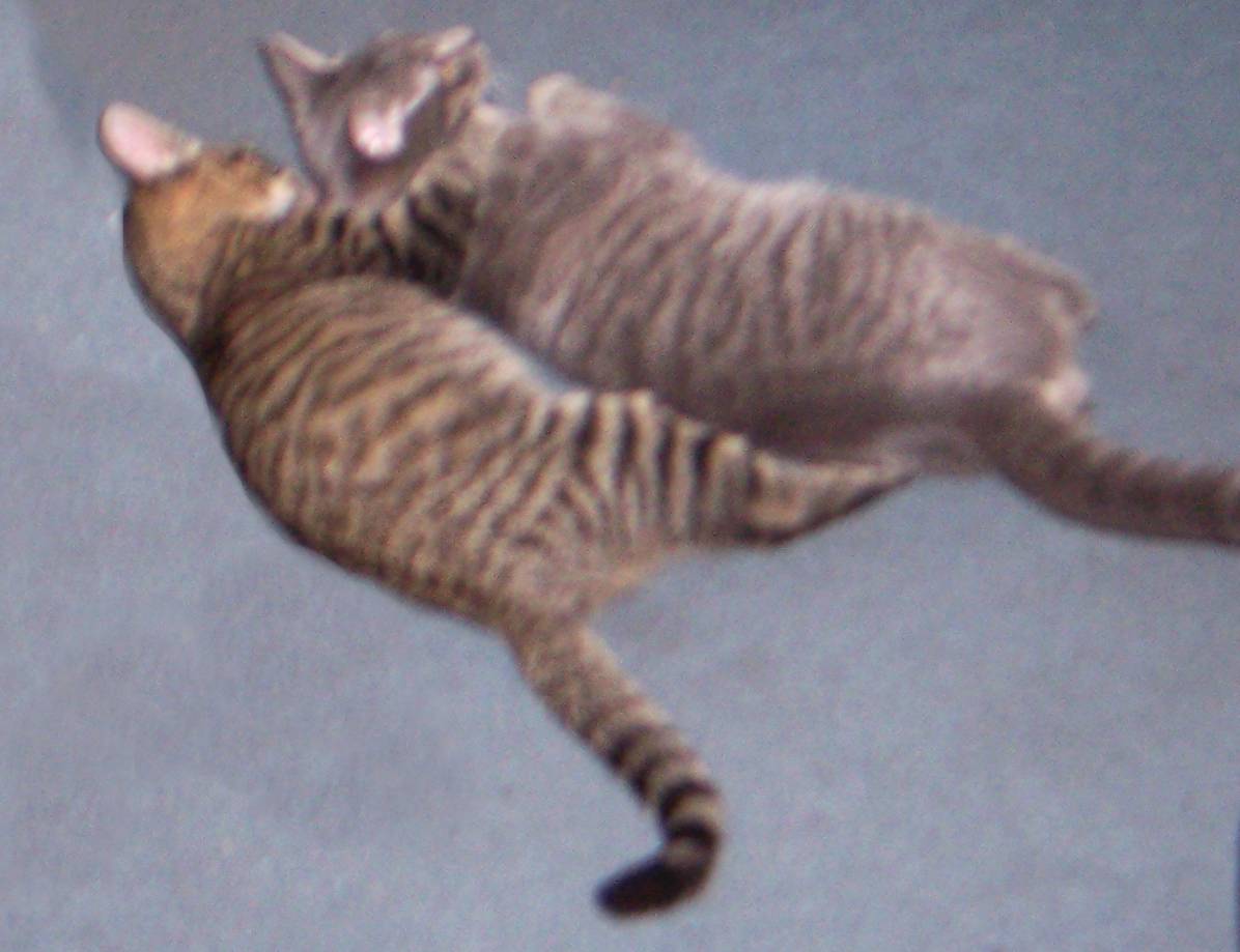 nicmomcatsrats23.jpg