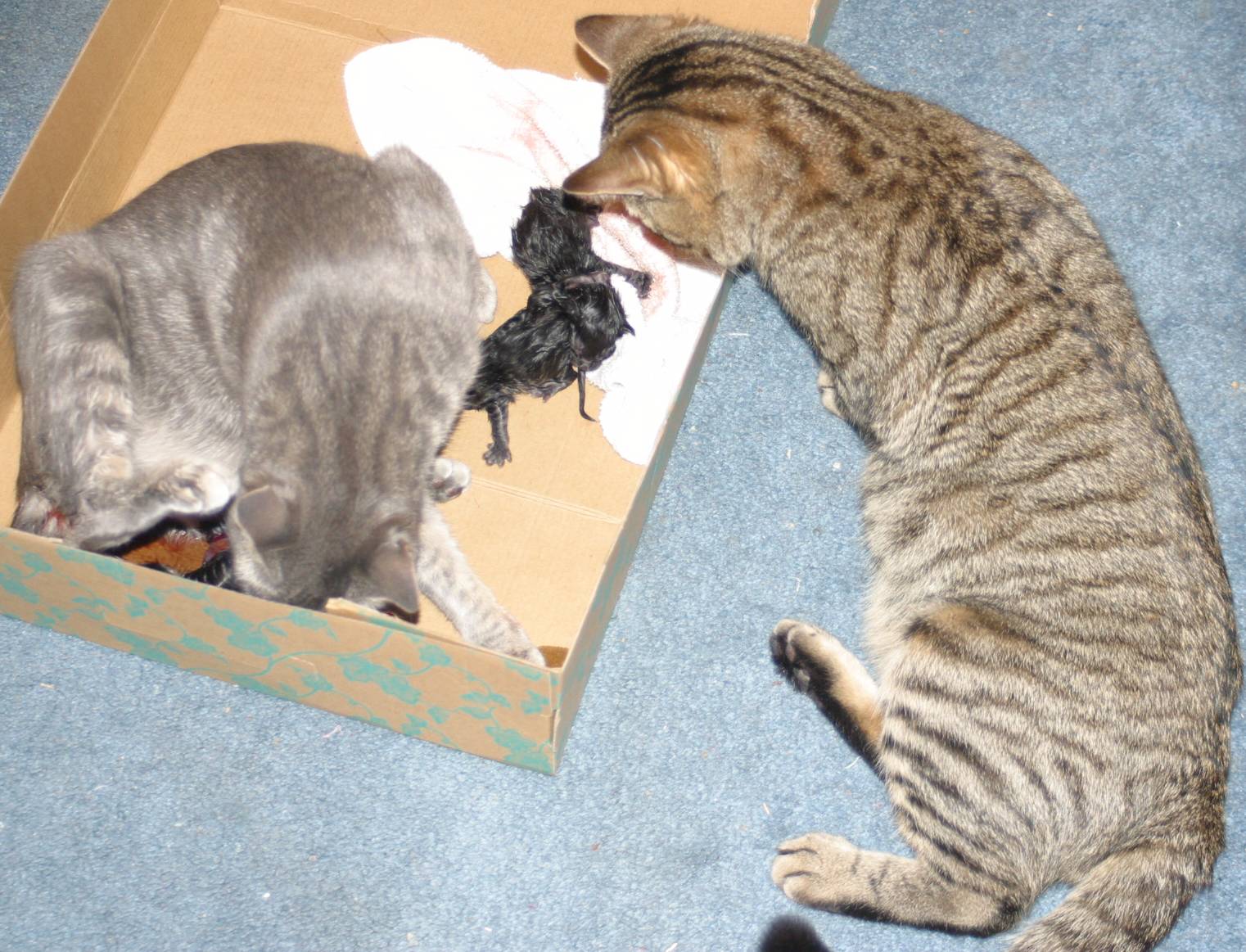 sollynaurakitties.jpg
